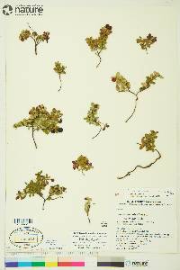 Vaccinium vitis-idaea subsp. minus image