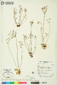 Androsace septentrionalis image