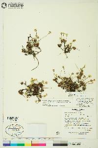 Androsace chamaejasme subsp. andersonii image
