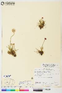 Armeria maritima subsp. sibirica image