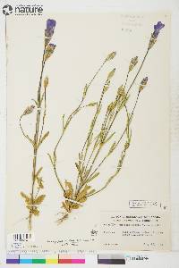 Gentianopsis raupii image