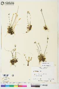 Primula stricta image