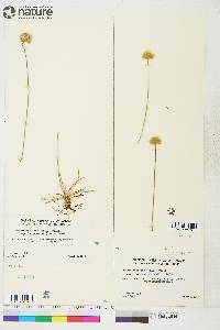 Armeria maritima image