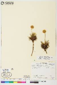 Armeria maritima image