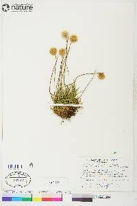 Armeria maritima subsp. sibirica image