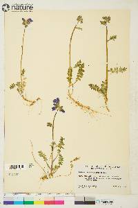 Polemonium acutiflorum image