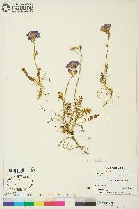 Polemonium boreale image