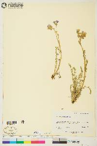 Polemonium pulcherrimum image