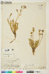 Polemonium pulcherrimum image