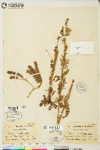 Phacelia franklinii image