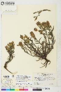 Castilleja pallida var. yukonis image