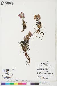 Pedicularis lanata image