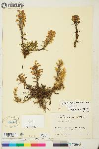 Pedicularis langsdorffii image