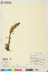 Pedicularis arctica image