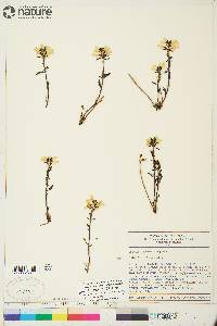 Pedicularis lapponica image