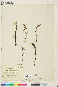 Pedicularis lapponica image