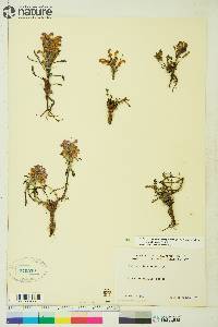 Pedicularis langsdorffii image