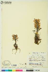 Pedicularis langsdorffii subsp. arctica image