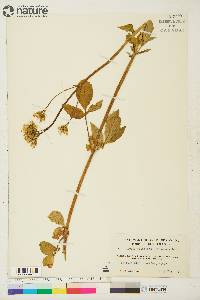 Valeriana sitchensis image