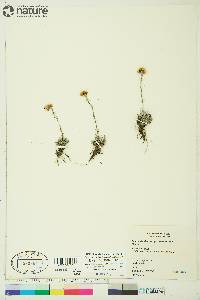 Antennaria friesiana image