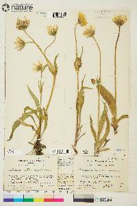 Arnica attenuata image