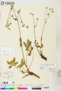 Potentilla diversifolia image