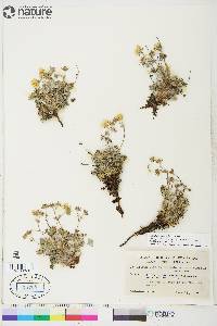 potentilla subgorodkovii image