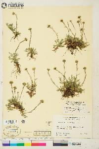 Antennaria monocephala subsp. monocephala image