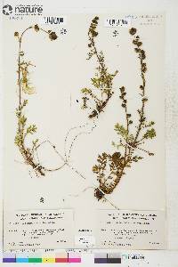 Artemisia arctica image