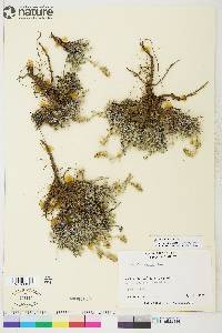 Artemisia borealis image