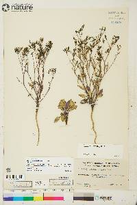 Crepis elegans image