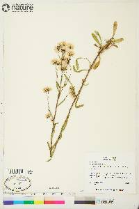Erigeron acris subsp. politus image