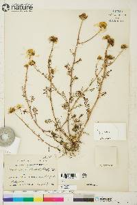 Tripleurospermum maritimum subsp. phaeocephalum image