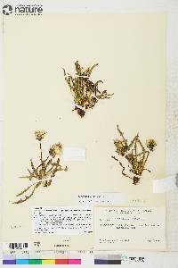 Taraxacum ceratophorum image