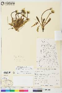 Taraxacum ceratophorum image