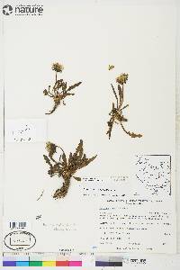 Taraxacum hyparcticum image