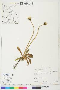 Taraxacum maurolepium image
