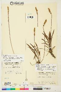 Plantago eriopoda image