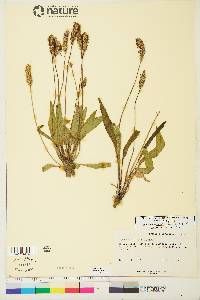 Plantago eriopoda image