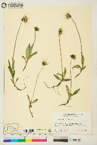 Arnica lessingii image