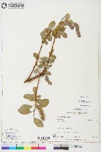 Salix arctica image