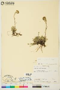 Artemisia glomerata image