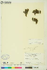 Artemisia rupestris image