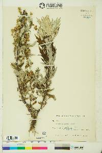 Artemisia tilesii var. elatior image