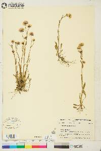 Erigeron elatus image