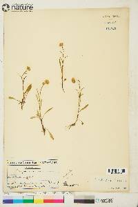 Erigeron elatus image