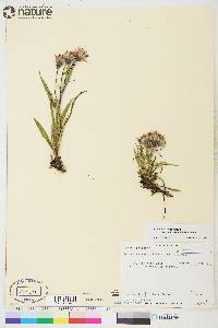 Saussurea angustifolia var. yukonensis image