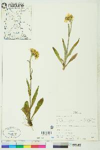 Senecio lugens image