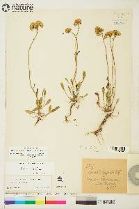 Packera streptanthifolia image