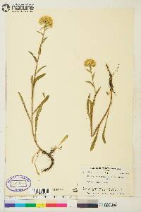 Solidago multiradiata image